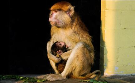 Nace un mono patas en el Zoológico de San Juan de Aragón