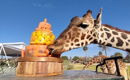 Jirafa Benito se alimenta de pastel y helado de manzana con zanahoria en Africam Safari