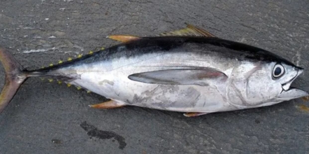 Pescado para disminuir el colesterol: 5 opciones en Cuaresma