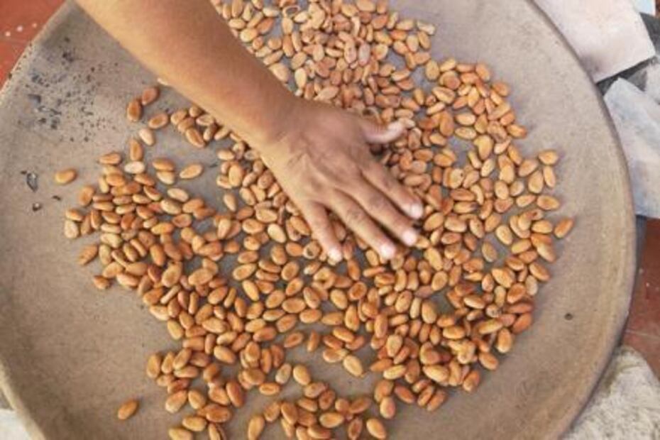 Chocolate, a sweet boost to Mixtec economy
