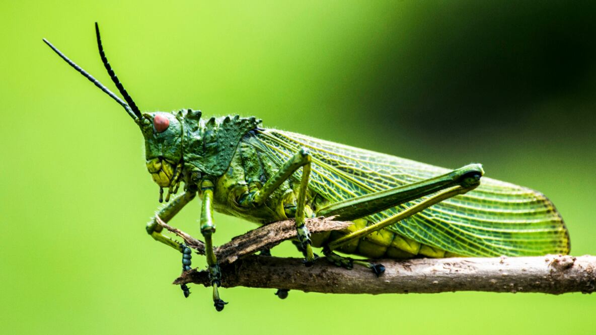 Saltamontes |Fuente: Unsplash (Elegance Nairobi)