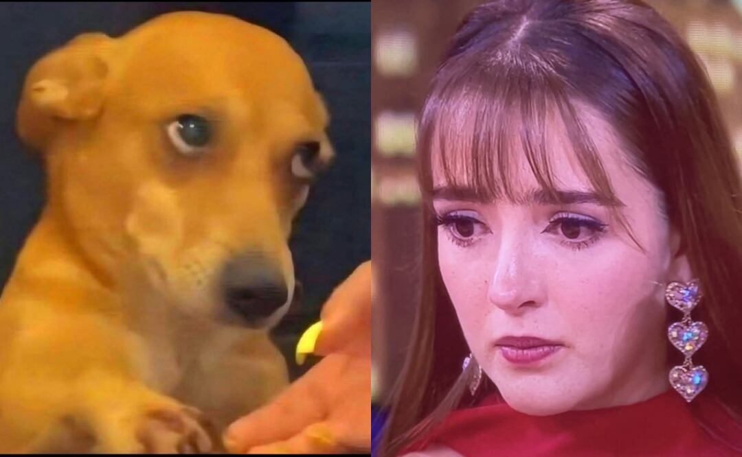 La séptima noche de nominaciones en La Casa de Los Famosos 2025 dejó una ola de memes en redes sociales. Foto: X