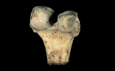 UNAM scientists use rice husk to create bone substitute