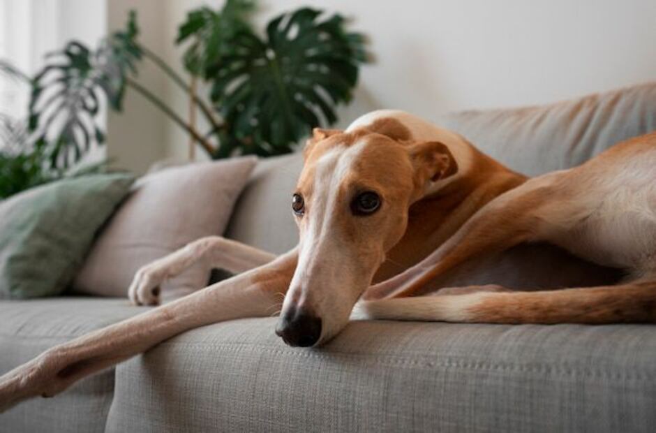 Los galgos son una de las razas más antiguas del mundo. Fuente: Freepik.