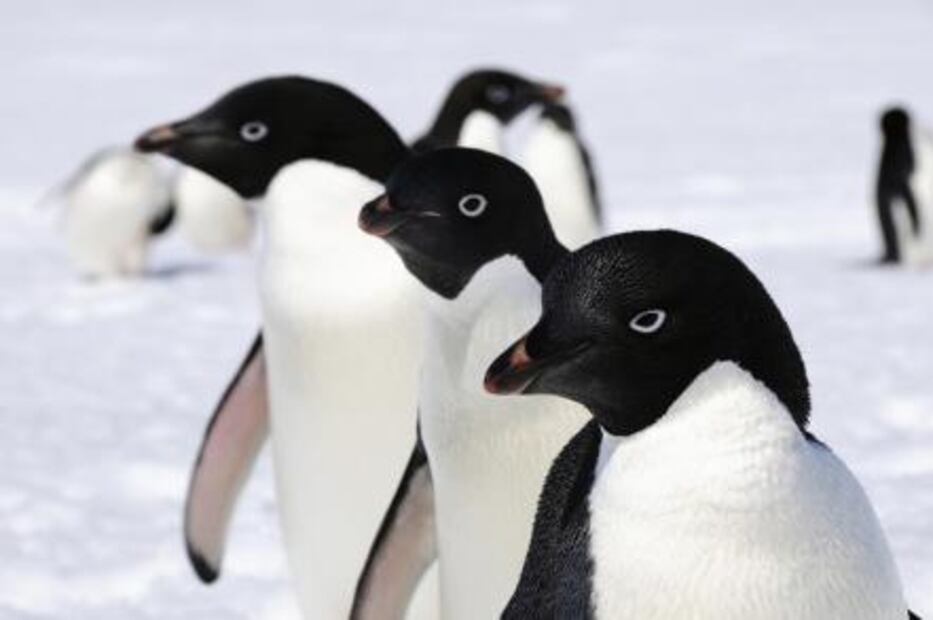 Mexican scientist goes to Antartica to fight climate change