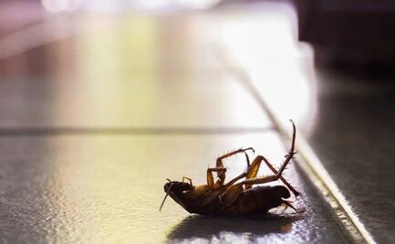 Ola de calor; así puedes eliminar a la “súper cucaracha” sin químicos y con solo dos ingredientes