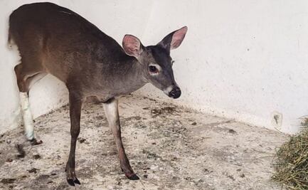 Bomberos de CDMX rescatan a ciervo herido en Cuajimalpa