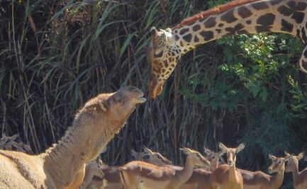 Captan a jirafa "Benito" haciendo "amistad" con dromedario en Africam Safari