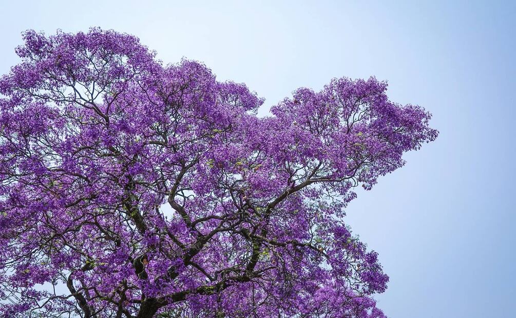 Infusión de jacaranda. Foto: Pexels