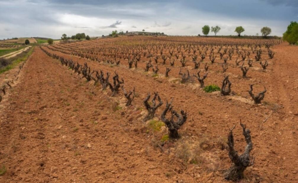 Ribera del Duero celebra su llegada al cuarto piso con vinos excepcionales