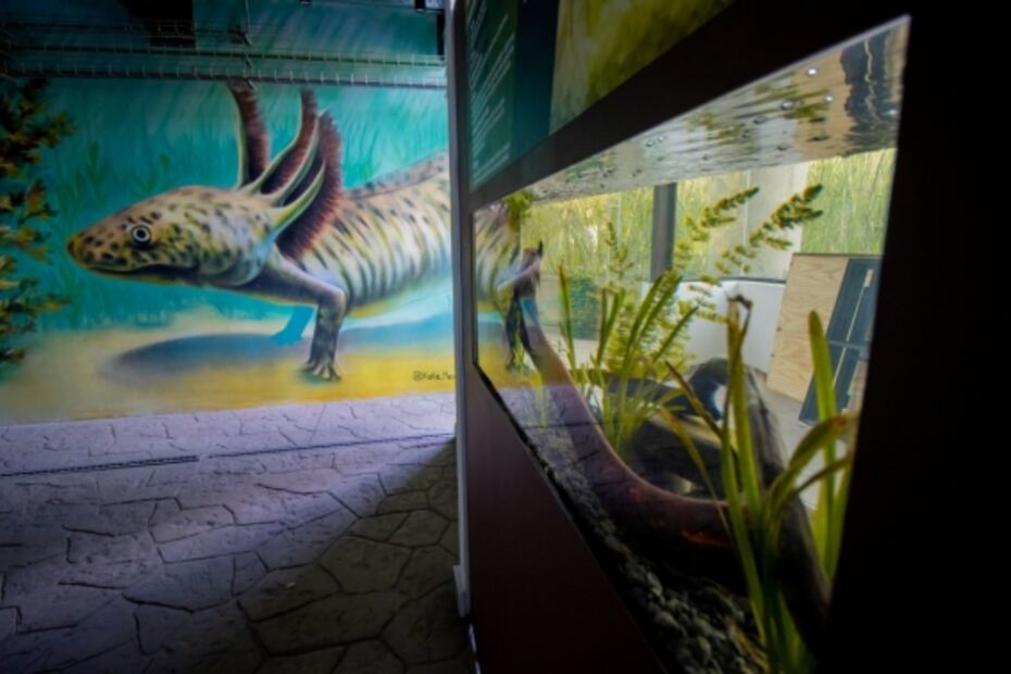Museo del Ajolote, todo lo que debes saber antes de visitarlo