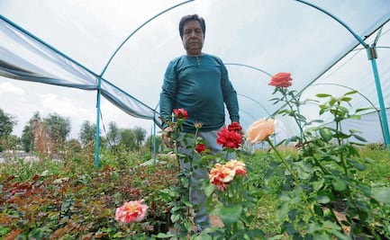 Afecta helada a productores de rosas; hay pocas plantas