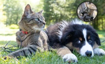 Primer Simulacro Nacional 2025; 7 recomendaciones para cuidar a tu mascota durante la alerta sísmica