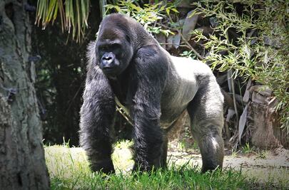 Exonera Profepa a zoológicos de muerte de gorila Bantú