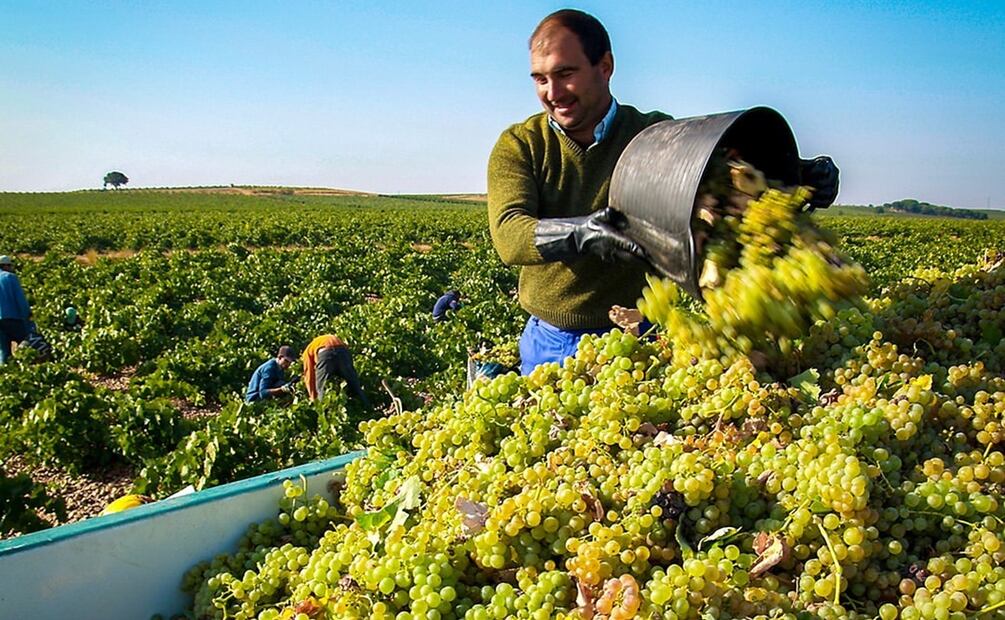 7 verdejos de Rueda que debes conocer. Foto: Rueda, Denominación de Origen / Instagram