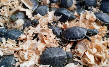 Profepa resguarda 320 tortugas pavo real; eran trasladadas irregularmente en autobús de pasajeros en la México-Puebla