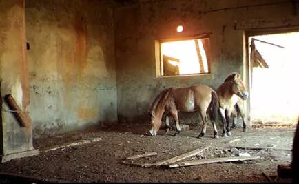 Una rara especie de caballo adopta a Chernobyl como santuario