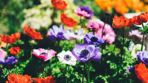 5 ideas del Feng Shui para los amantes de la jardinería