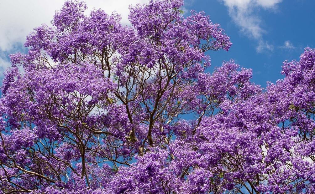 Árboles de jacarandas. Foto: Pixabay