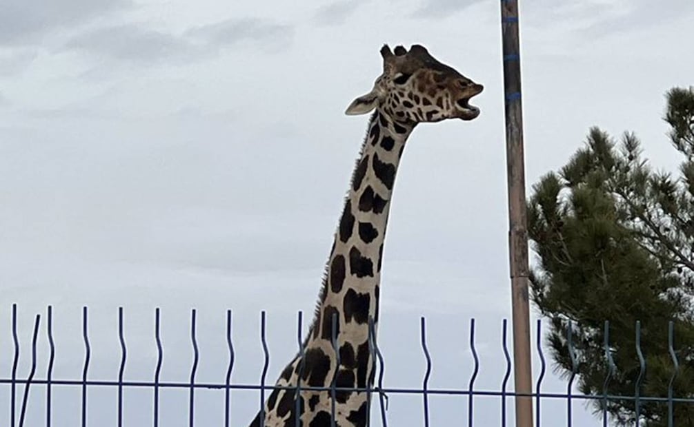 "Benito" vivió desde mayo del 2023 en el Parque Central de Ciudad Juárez, donde soportó altas y gélidas temperaturas. Foto: X @SalvemosABenito