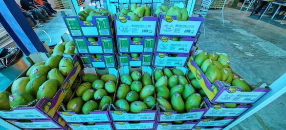 Alertan por uso de plaguicida en huertas de mango en Oaxaca; está prohibido en EU desde hace 20 años por su alto nivel tóxico