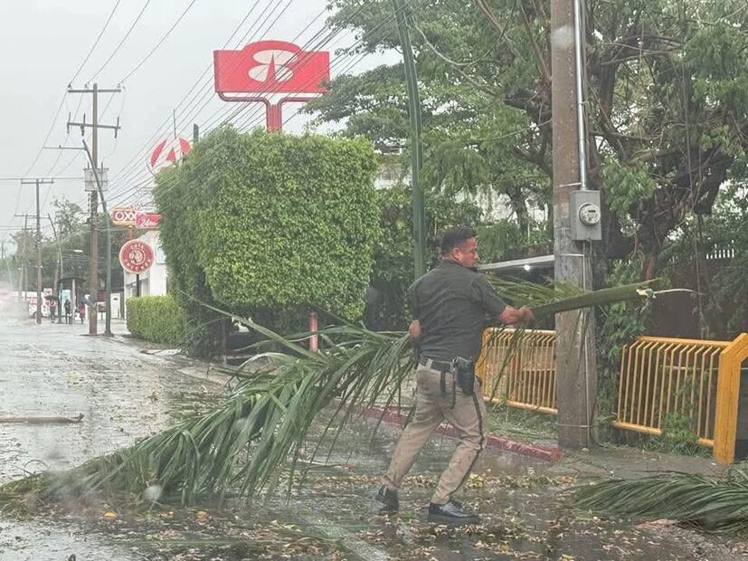 En el fraccionamiento Esmeralda, en la zona norte de Tuxtla, varias decenas de árboles se cayeron como consecuencia de los fuertes vientos que se registraron. (Foto: especial)