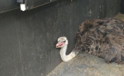 Rescatan a avestruz en Cuajimalpa