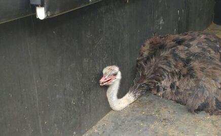 Rescatan a avestruz en Cuajimalpa