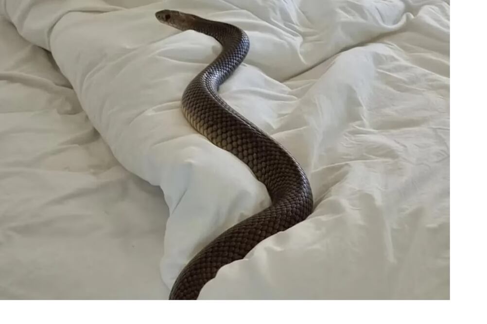 Una serpiente de 2 metros sorprendió a una mujer en Australia. FOTO: CAPTURA