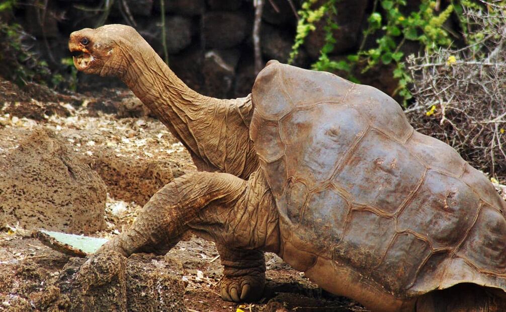 Fotografía de diciembre de 2009. El nombre de “Solitario George” surgió en honor del actor, comediante y cantante estadounidense, George Gobel, quien usó el sobrenombre “Lonesome George” desde la década de los 50. Foto: Peter Wilton/Wikimedia Commons.