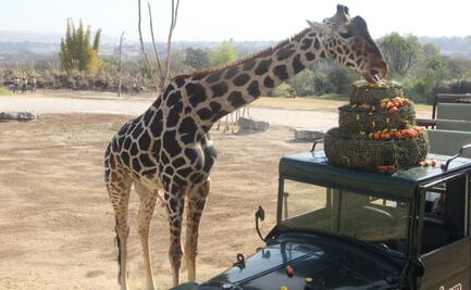 VIDEO. Jirafa "Benito" antes se llamaba "Pirru"; activistas revelan la verdadera historia del ejemplar 