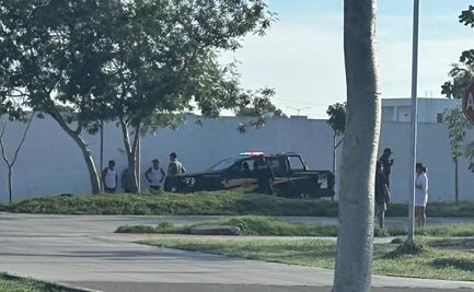 Reportan otro envenenamiento masivo de perritos en Yucatán; al menos 10 canes fueron asesinados