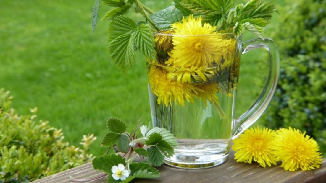 Descubre los beneficios que te da una infusión de diente de león