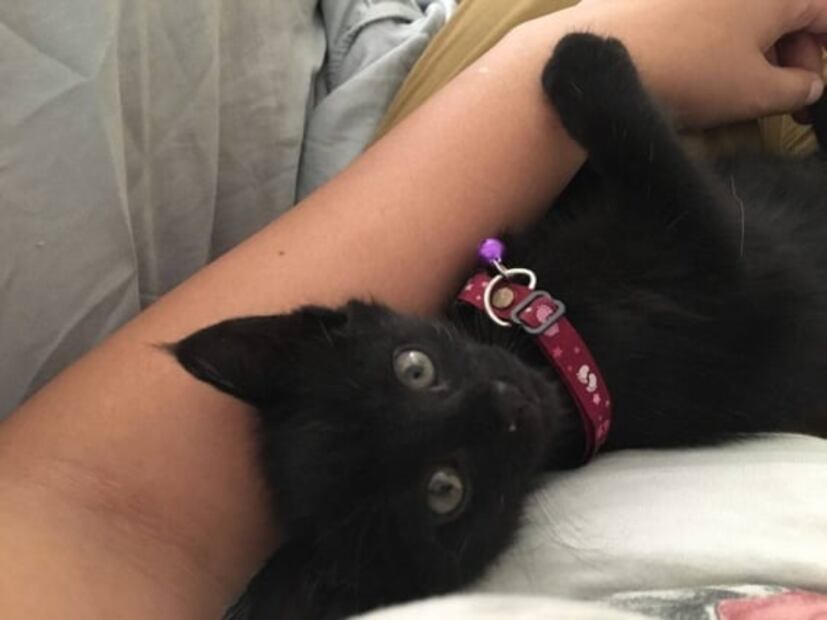 "Socks" o de dónde viene que hoy festejes a tu gato