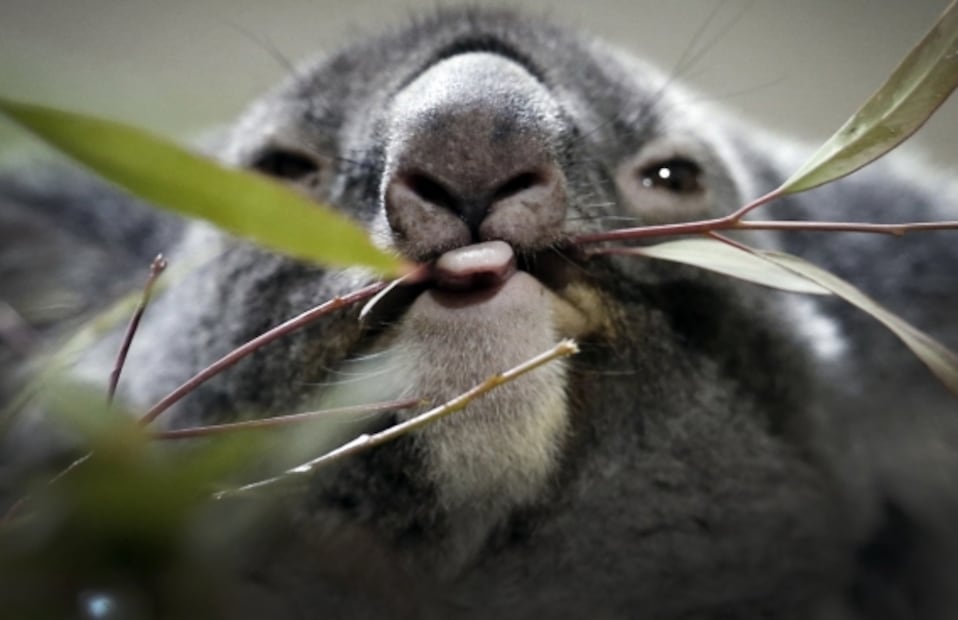 La población de koalas se redujo en un 30%