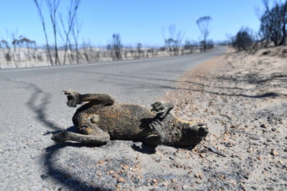 Fake news: Los koalas no están "funcionalmente extintos" pero sí en peligro