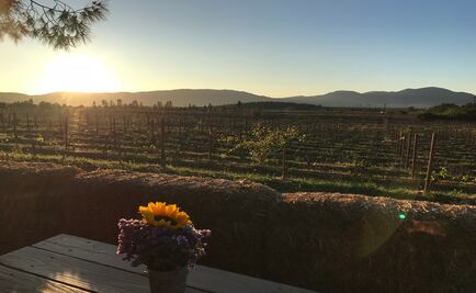 Festival de las Conchas y el Vino Nuevo, una carta de amor a Baja California