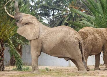 Elefantas Ely y Gipsy; Sedema celebra su integración con éxito en el zoológico de San Juan de Aragón