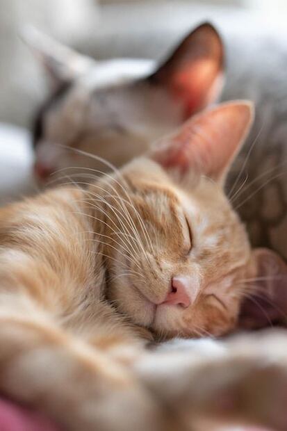 Al igual que los humanos, los gatos pasan por diferentes fases de sueño. Fuente: Freepik.