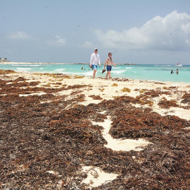 El problema del sargazo recae en su llegada masiva y su descomposición en la costa, lo cual daña la playa, pastos marinos, el mar y los arrecifes. 