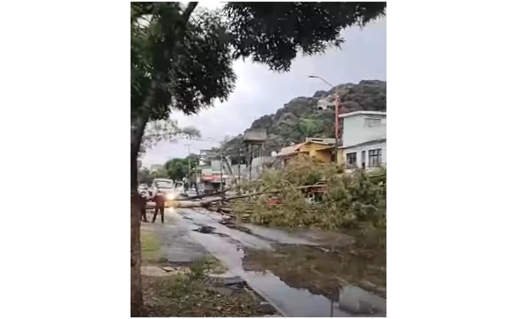 Se registra caída de un árbol en Ecatepec. Foto: Especial