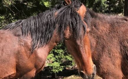 Reto Viral. ¿Puedes averiguar a qué caballo pertenece qué cabeza?