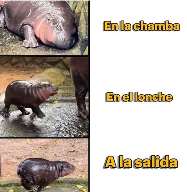 Memes de la última semana de septiembre.
Imagen: X