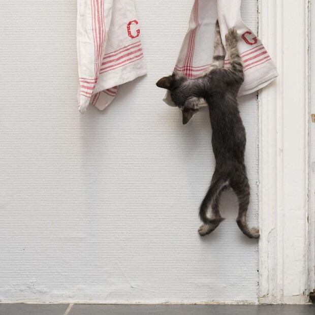 Estrategias efectivas para proteger tu hogar de tu gato. Fuente: Freepik.