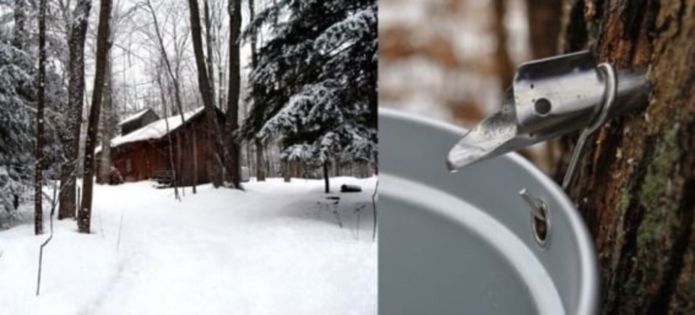 Miel de maple, lo dulce de los bosques canadienses