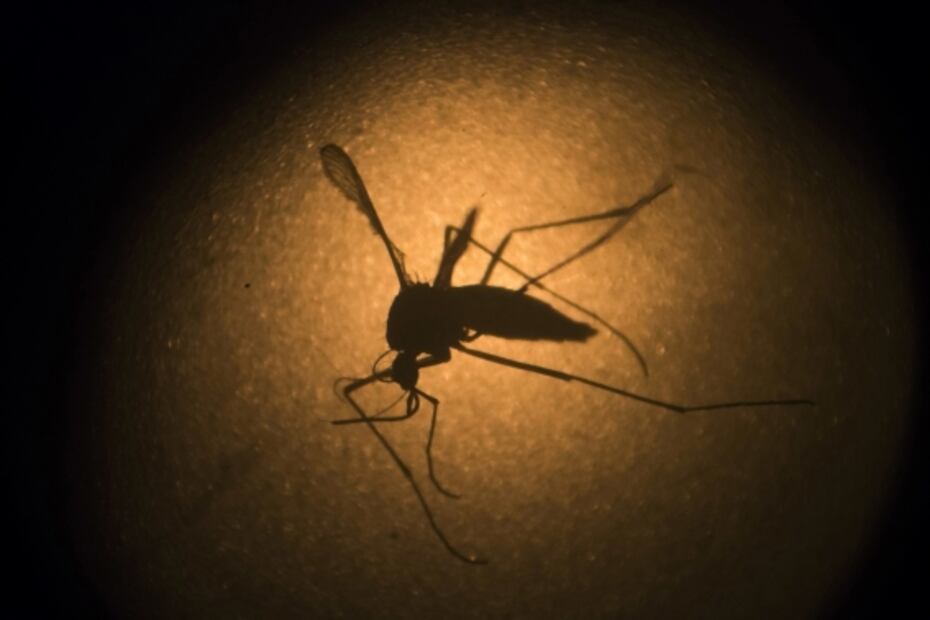 A más ciudades, más mosquitos transmisores de infecciones