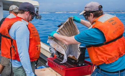 Crean esponja capaz de limpiar derrames de petróleo