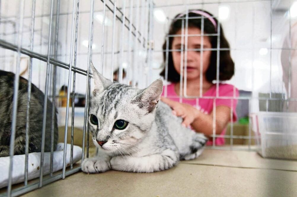 En esta Legislatura se han presentado dos proyectos a favor de los animales, pero se necesitan más reformas (ARCHIVO EL UNIVERSAL)