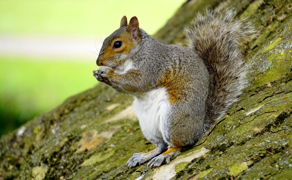 Ardilla comiendo. Foto: Canva
