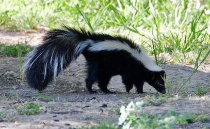 Jovencita fallece de rabia por la mordedura de un zorrillo en Zacatecas; este es el primer caso en su tipo desde 1987